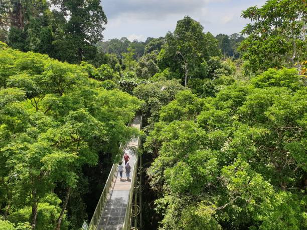 Lush green rainforest canopy in the Amazon